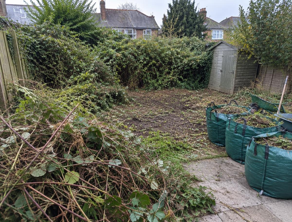 Overgrown garden partway through a clearance